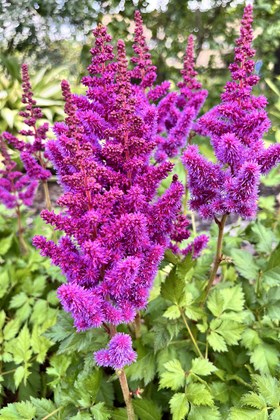 Astilbe Black Pearls
