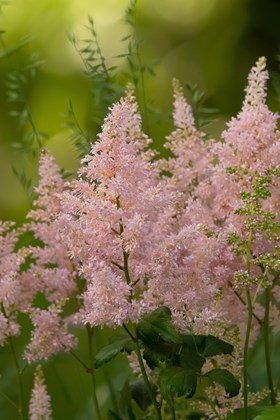 Astilbe Milk & Honey