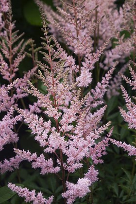 Astilbe Spotlight
