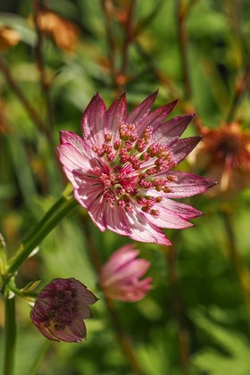 Astrantia Sparkling Stars Pink