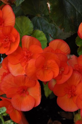 Begonia pendula Orange