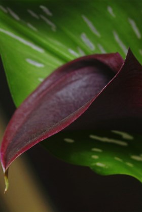 ​Calla Arabian Night