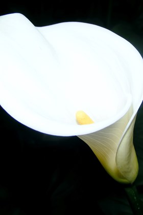 Calla Crystal Clear