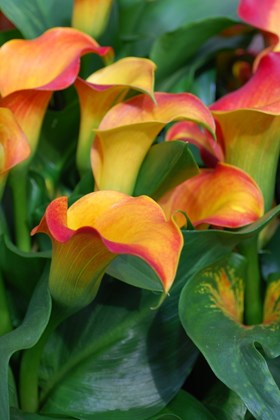 ​Calla Morning Sun