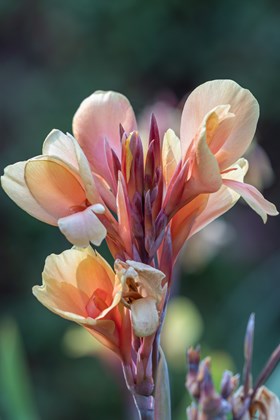 Canna 'Madame Angèle Martin'