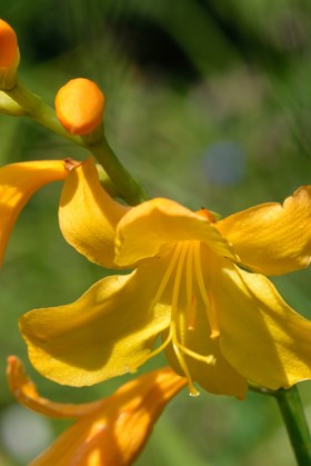 Crocosmia Buttercups