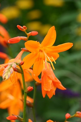 Crocosmia Star of the East