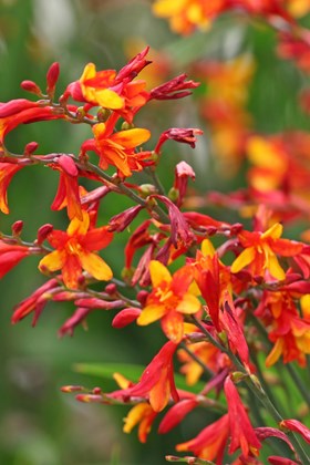 Crocosmia Harlequin