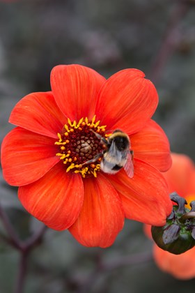 Dahlia Bishop of Oxford