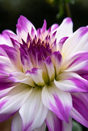 Dahlia Ferncliff Illusion