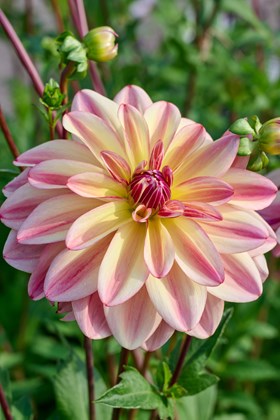 Dahlia Happy Butterfly