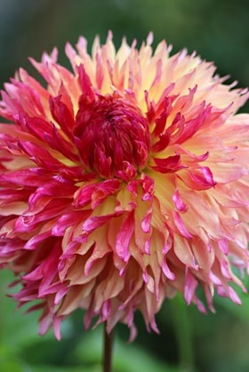 Dahlia Myrtle’s Folly