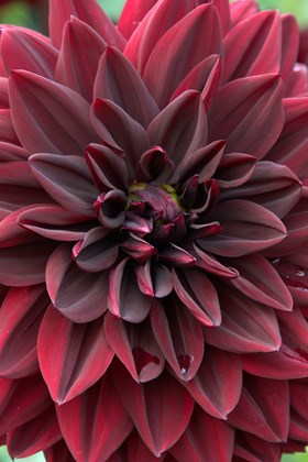 Dahlia Night Queen