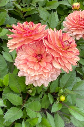 Dahlia Orange