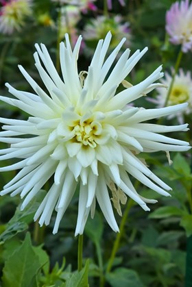 Dahlia Playa Blanca