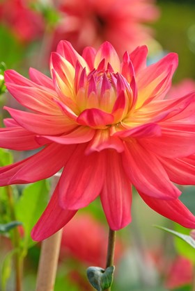 Dahlia Rainbow Silence
