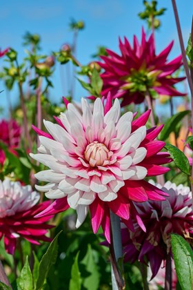 Dahlia Rebecca's World