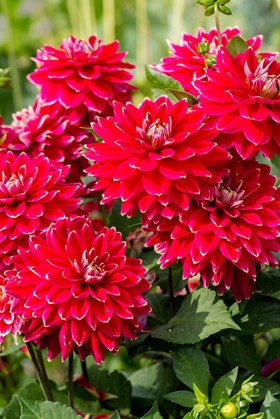 Dahlia Red