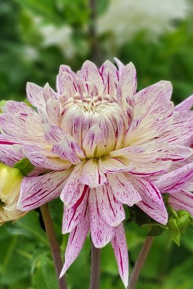 Dahlia Speckled