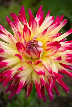 Dahlia Tahiti Sunrise