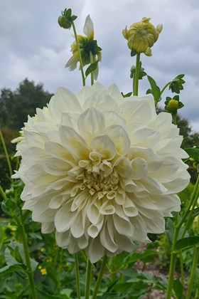 Dahlia White