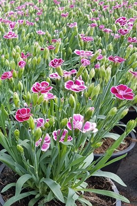 Dianthus Pink Kisses 