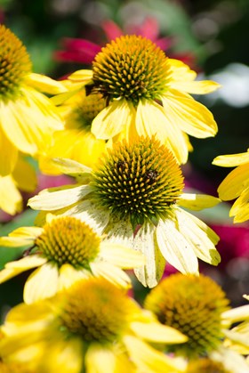 Echinacea Sombrero Lemon 2ltr