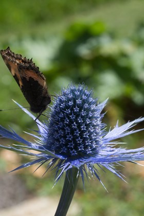 Eryngium Big Blue