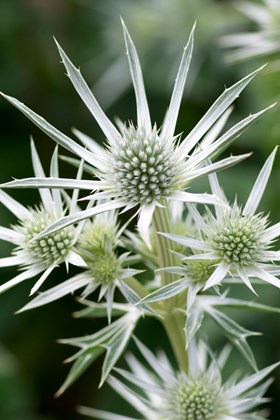 Eryngium Magical Silver