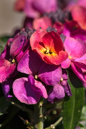 Erysimum Magenta 2ltr