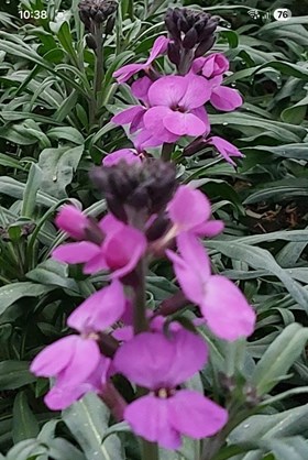 Erysimum Bowles Mauve 2ltr