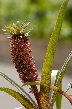 Eucomis vandermerwei Octopus