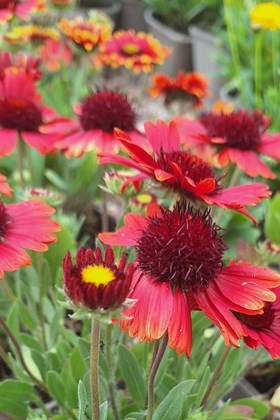 Gaillardia Gaupa Red 