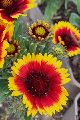 Gaillardia Gaupa Flamenco