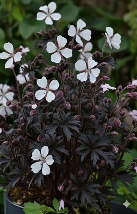 Geranium Midnight Ghost