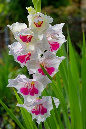 Gladiolus Carine
