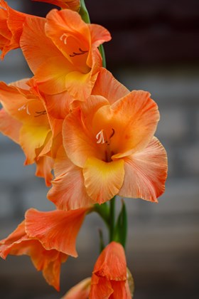 Gladiolus Jenny