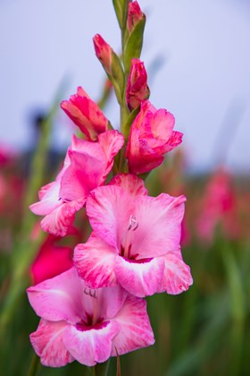 Gladiolus Kelly