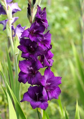 Gladiolus Purple Flora