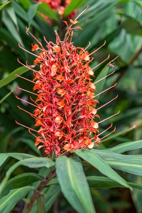 Hedychium coccineum 