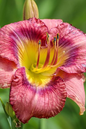 Hemerocallis Little Grapette