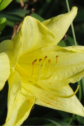 Hemerocallis Happy returns