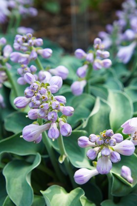 Hosta Blue Mouse Ears