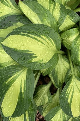 Hosta Coloured Festival