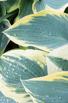 Hosta Blue Ivory