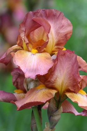 Iris Bronze Perfection