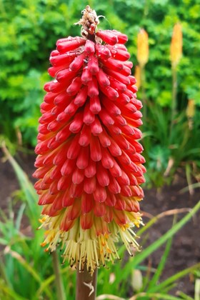 Kniphofia Alcazer