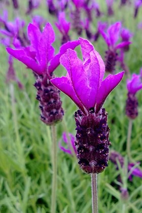 Lavender Great Adventure 2ltr