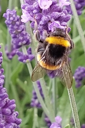 Lavender Hidcote 2ltr