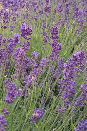 Lavender Phenomenal 2ltr